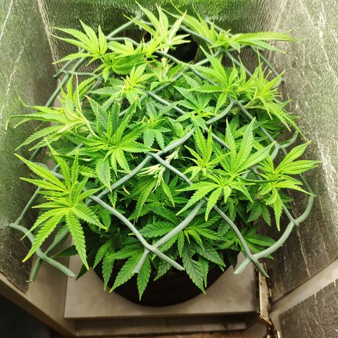 Black Cherry Punch growlog timeline photo