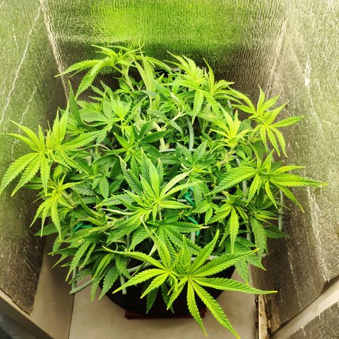 Black Cherry Punch growlog timeline photo