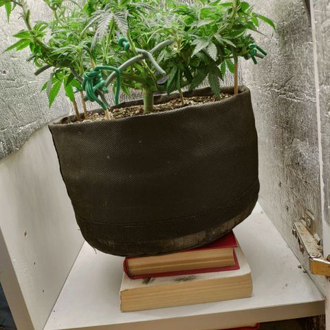Black Cherry Punch growlog timeline photo