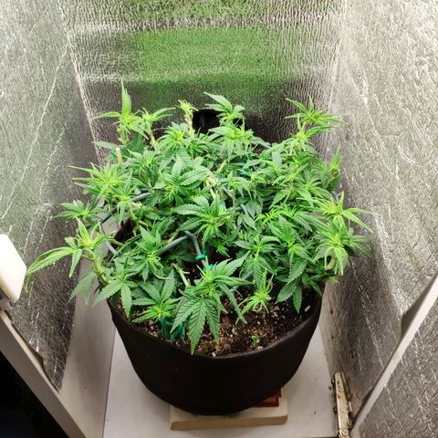 Black Cherry Punch growlog timeline photo