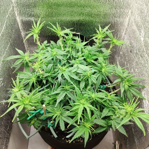 Black Cherry Punch growlog timeline photo