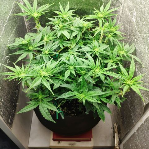 Black Cherry Punch growlog timeline photo