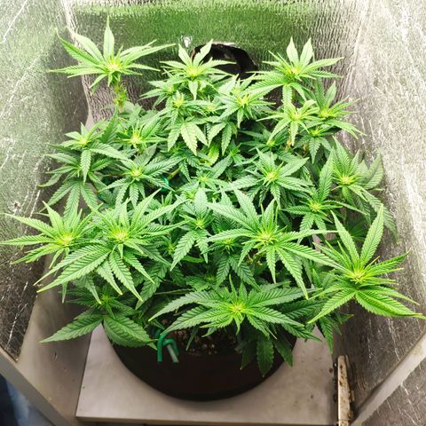 Black Cherry Punch growlog timeline photo