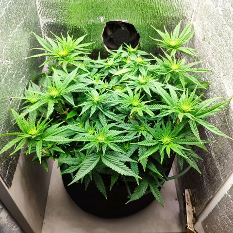 Black Cherry Punch growlog timeline photo