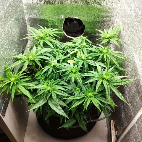 Black Cherry Punch growlog timeline photo