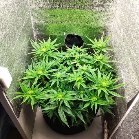 Black Cherry Punch growlog timeline photo