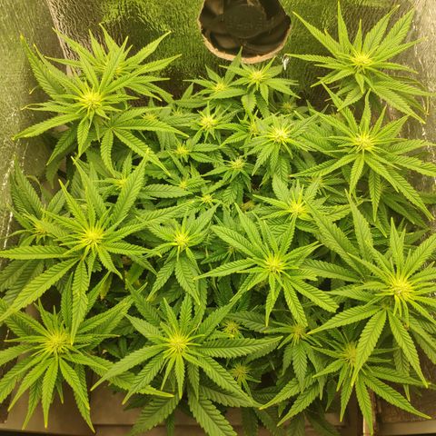 Black Cherry Punch growlog timeline photo