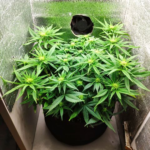 Black Cherry Punch growlog timeline photo