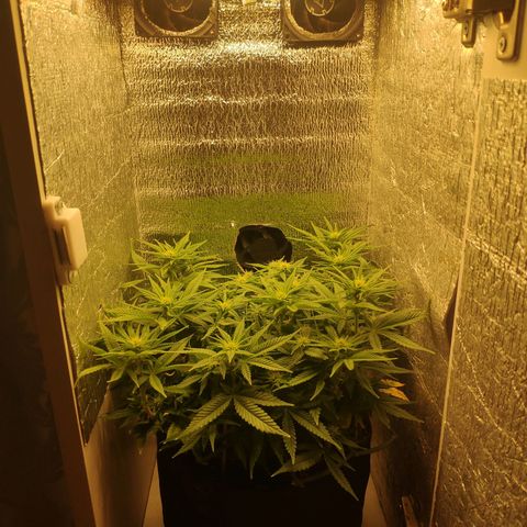 Black Cherry Punch growlog timeline photo
