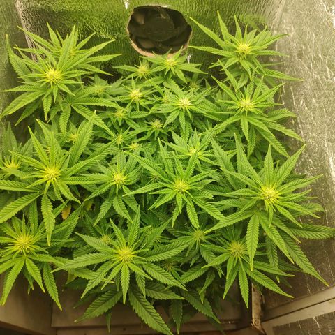 Black Cherry Punch growlog timeline photo