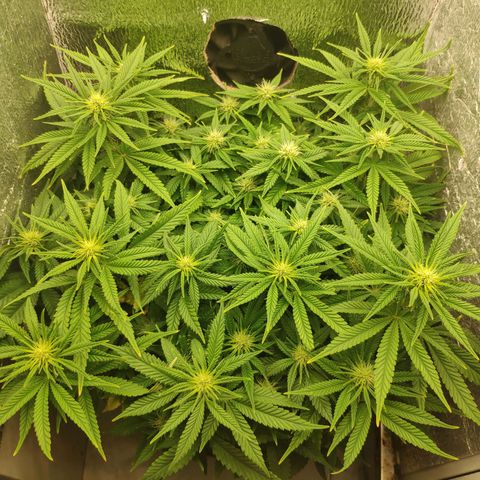 Black Cherry Punch growlog timeline photo