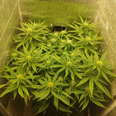 Black Cherry Punch growlog timeline photo