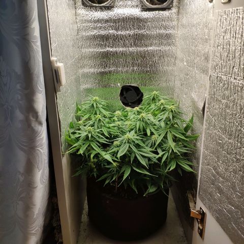 Black Cherry Punch growlog timeline photo