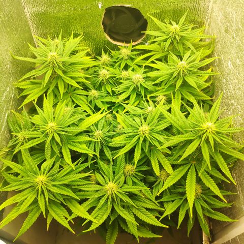 Black Cherry Punch growlog timeline photo