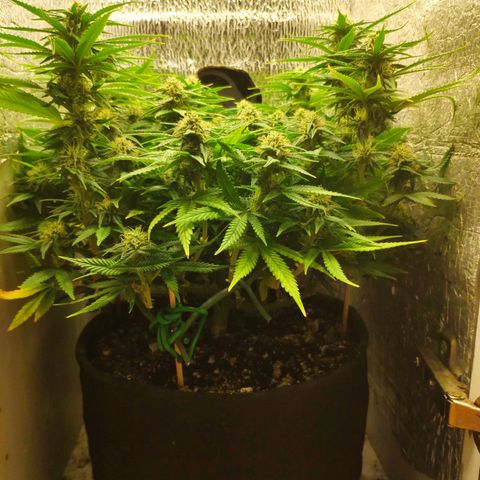 Black Cherry Punch growlog timeline photo