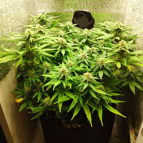 Black Cherry Punch growlog timeline photo