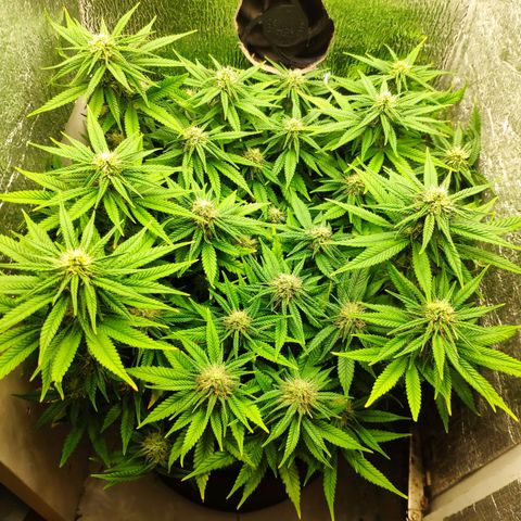 Black Cherry Punch growlog timeline photo