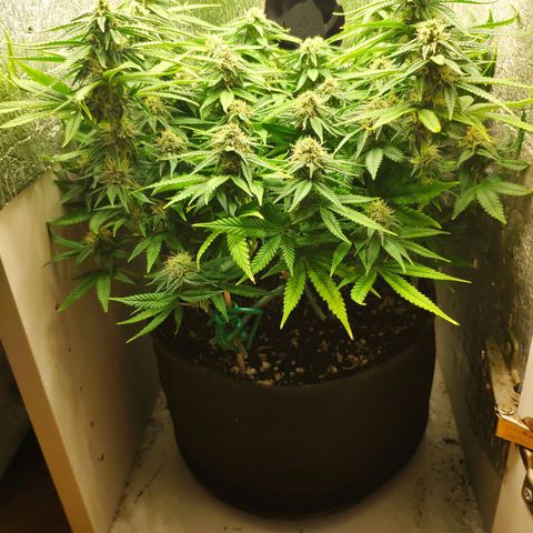 Black Cherry Punch growlog timeline photo