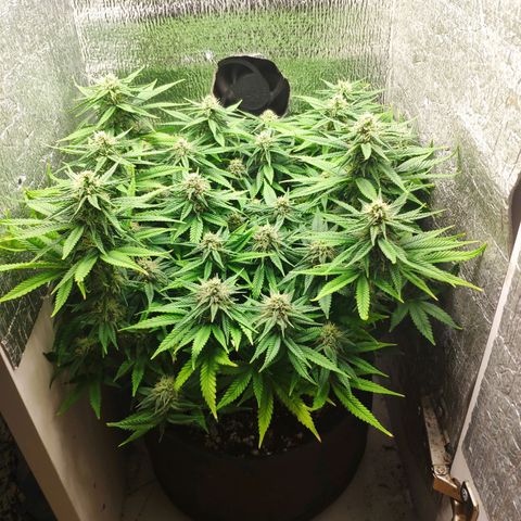 Black Cherry Punch growlog timeline photo