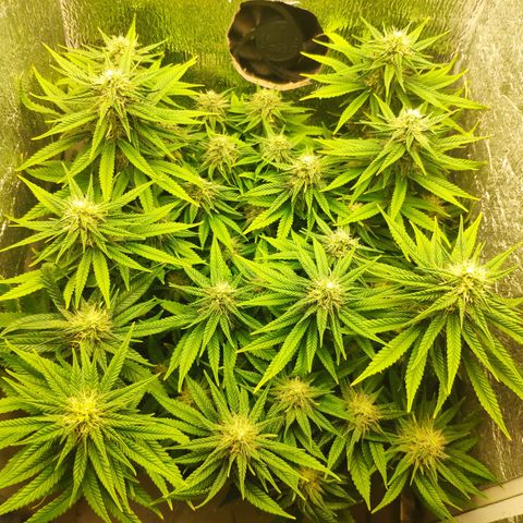 Black Cherry Punch growlog timeline photo