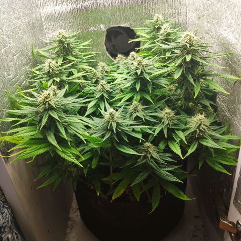 Black Cherry Punch growlog timeline photo