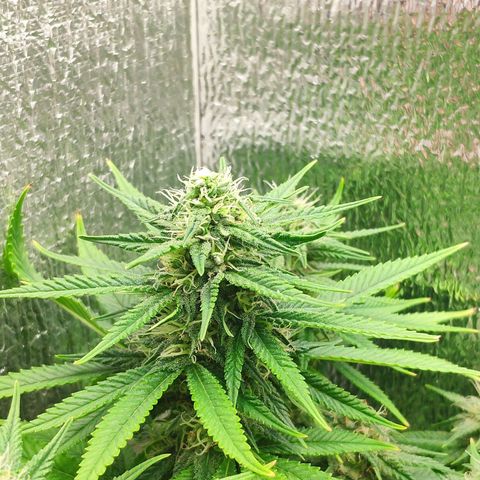 Black Cherry Punch growlog timeline photo
