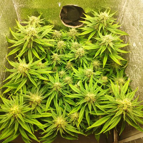 Black Cherry Punch growlog timeline photo