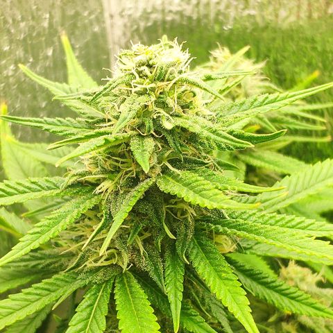 Black Cherry Punch growlog timeline photo