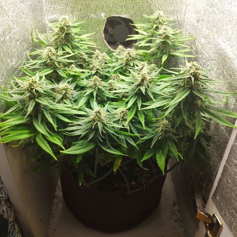 Black Cherry Punch growlog timeline photo