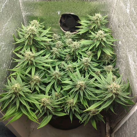 Black Cherry Punch growlog timeline photo