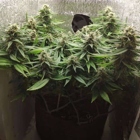 Black Cherry Punch growlog timeline photo