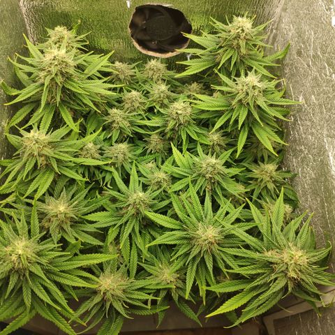 Black Cherry Punch growlog timeline photo