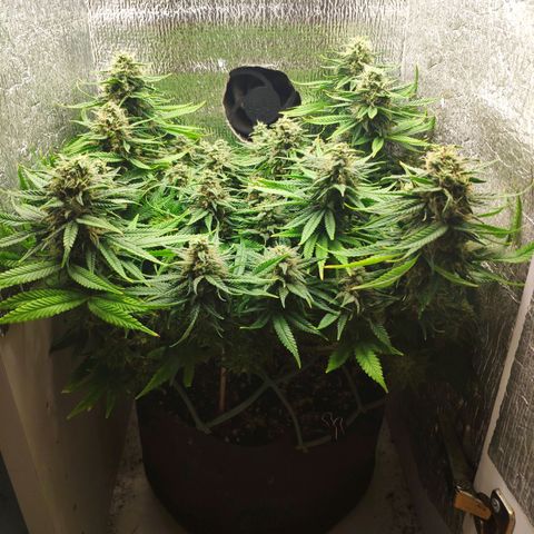 Black Cherry Punch growlog timeline photo