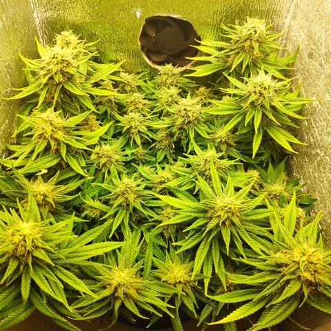 Black Cherry Punch growlog timeline photo