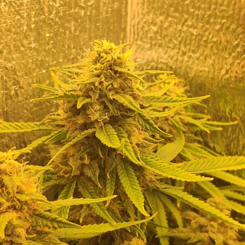 Black Cherry Punch growlog timeline photo