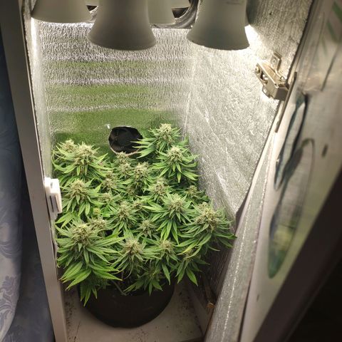 Black Cherry Punch growlog timeline photo