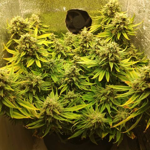 Black Cherry Punch growlog timeline photo