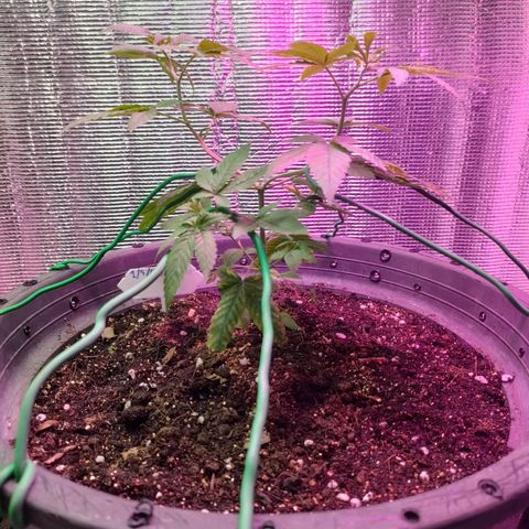 Lemon Cheese growlog timeline photo