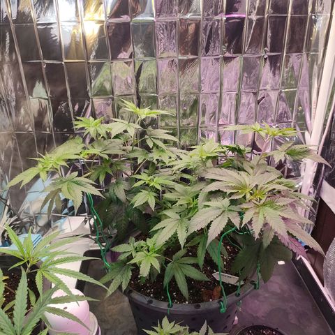 Lemon Cheese growlog timeline photo