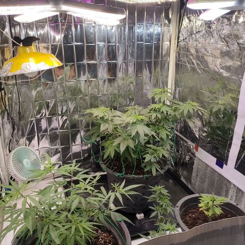 Lemon Cheese growlog timeline photo
