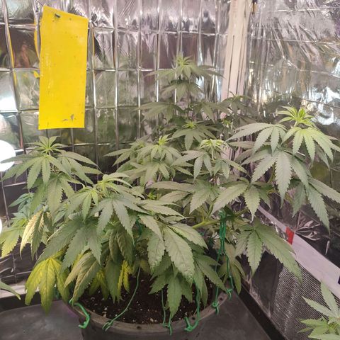 Lemon Cheese growlog timeline photo