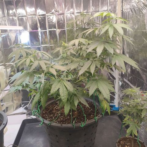 Lemon Cheese growlog timeline photo