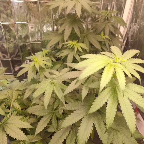Lemon Cheese growlog timeline photo