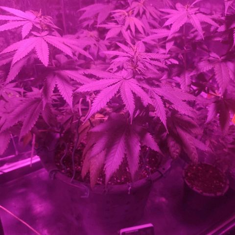 Lemon Cheese growlog timeline photo