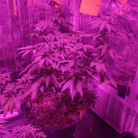 Lemon Cheese growlog photo: photo