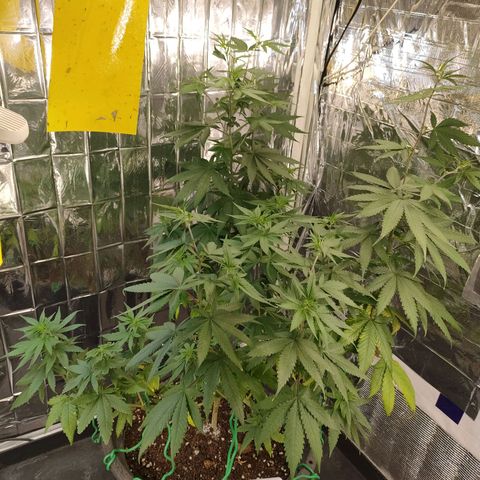 Lemon Cheese growlog timeline photo