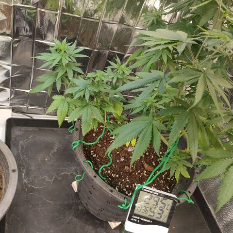 Lemon Cheese growlog timeline photo