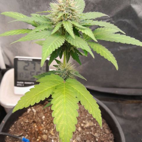 GG 1# growlog photo: 1 semana concluída 