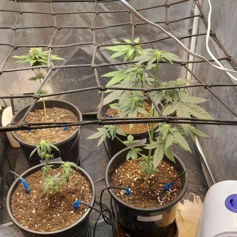 GG 1# growlog photo: Desfoliacao 