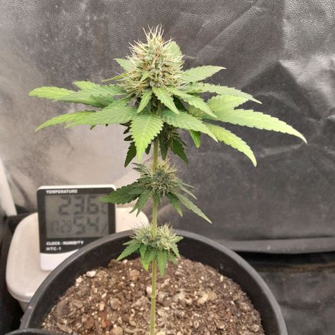 GG 1# growlog photo: 2 Semanas Concluidas 